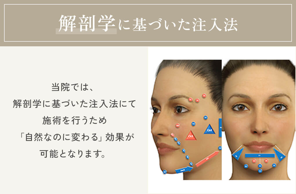 解剖学に基づいた注入法