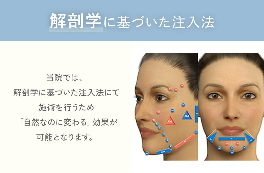 解剖学に基づいた注入法